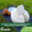 Queso fresco gallego