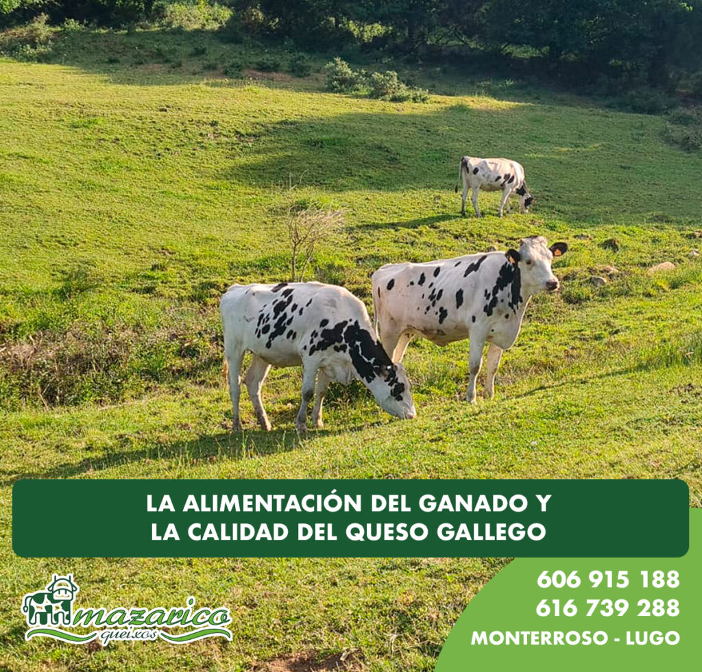 Imagen vacas pastando en un campo gallego.