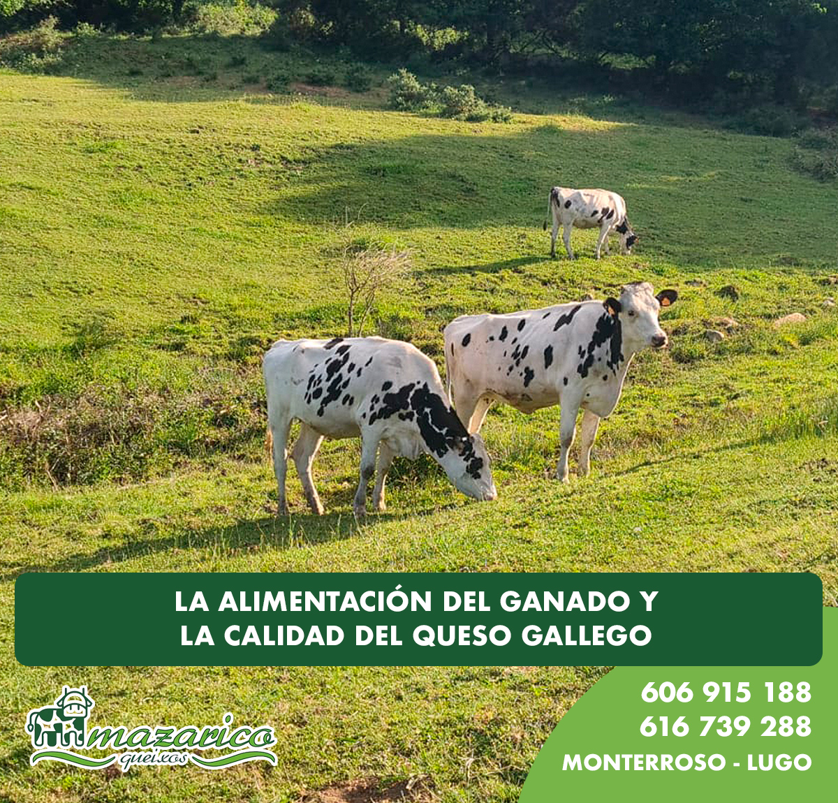 Imagen vacas pastando en un campo gallego.